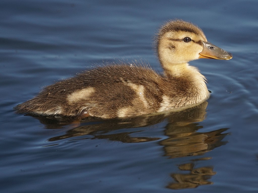 baby duck